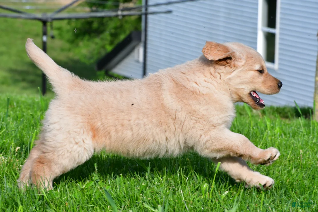Golden Retriever dogs for sale: Leo - Ad 11