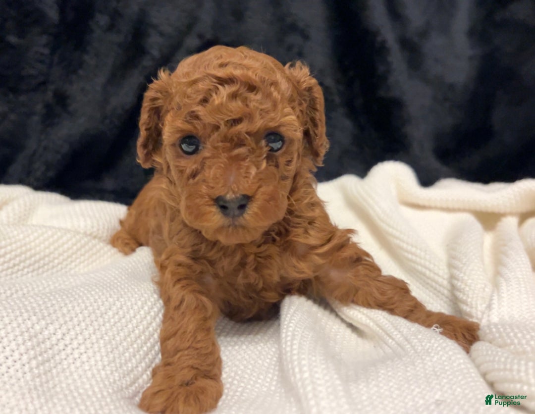 Toy Poodle dogs for sale: Dorthy - Ad 9