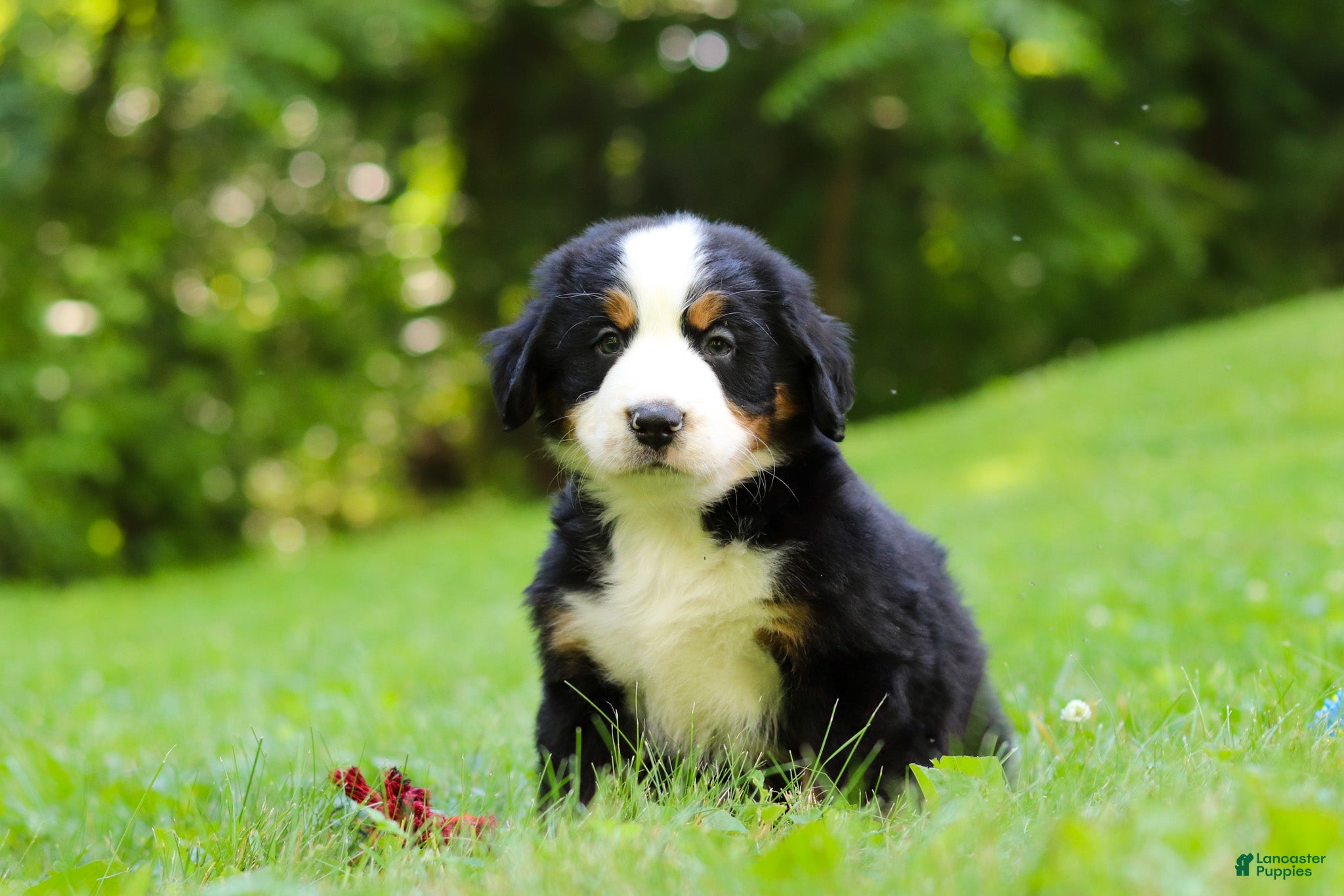 Bernese Mountain Dog dogs Jolene - Ad 1