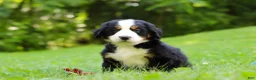 Bernese Mountain Dog dogs for sale: Jolene - Ad 1