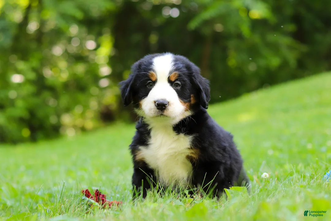 Bernese Mountain Dog dogs for sale: Jolene - Ad 1