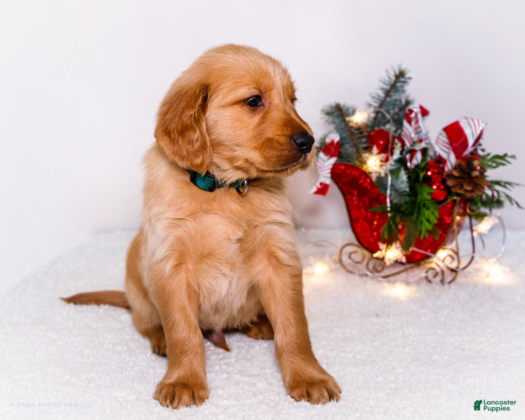 Golden Retriever dogs for sale: Benjy - Ad 6