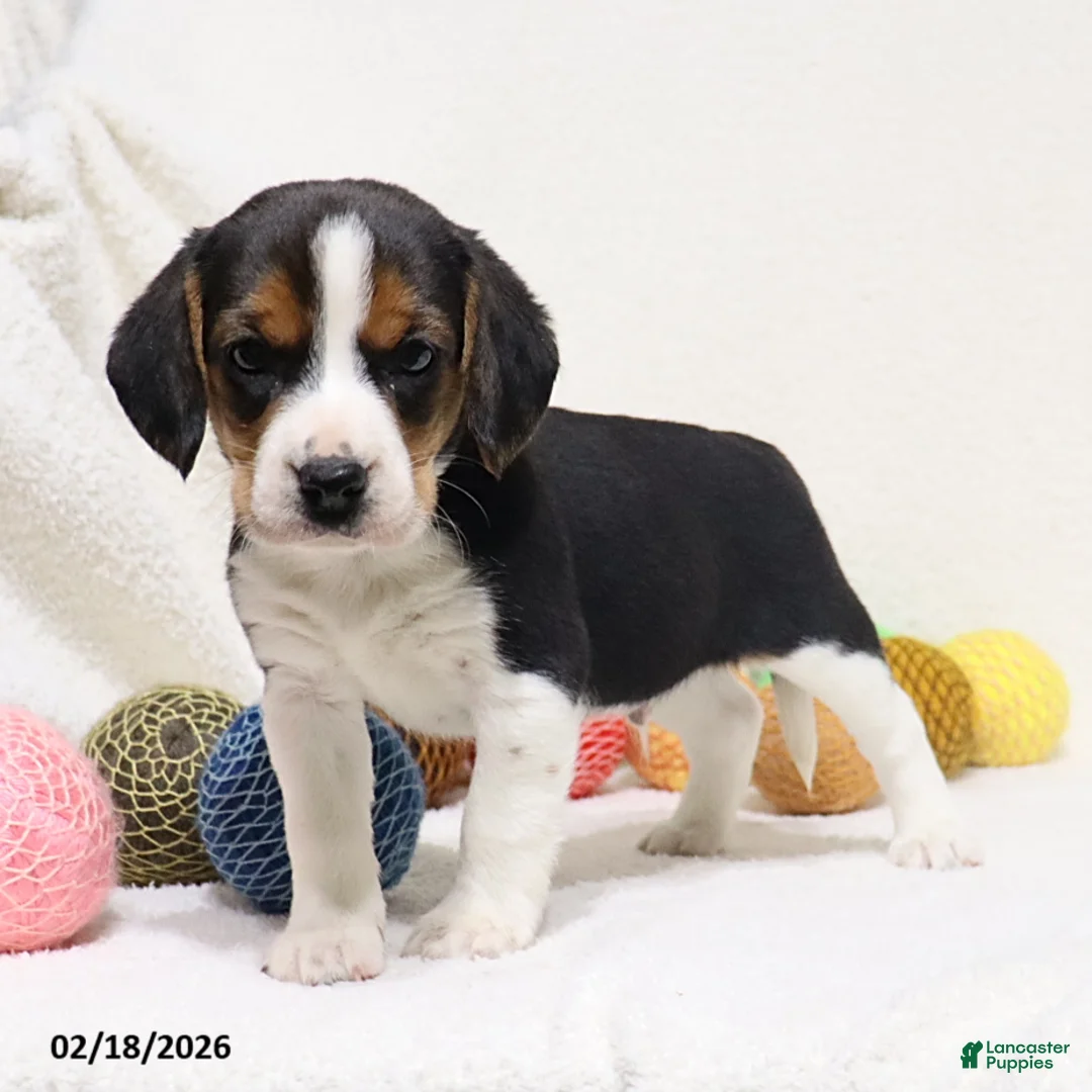 Beagle dogs for sale: Nixon - Ad 5