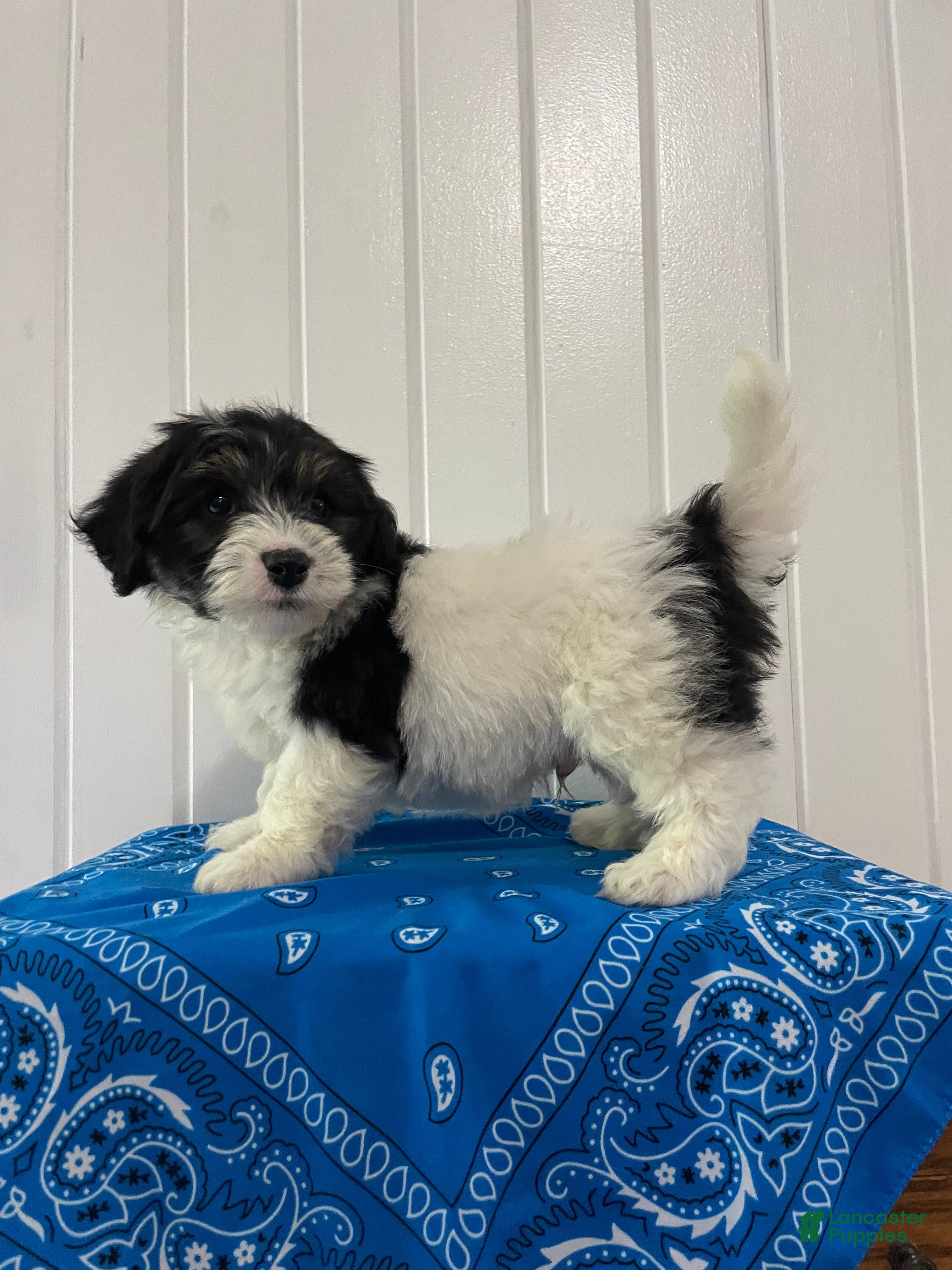 Maltipoo dogs Tank - Ad 1