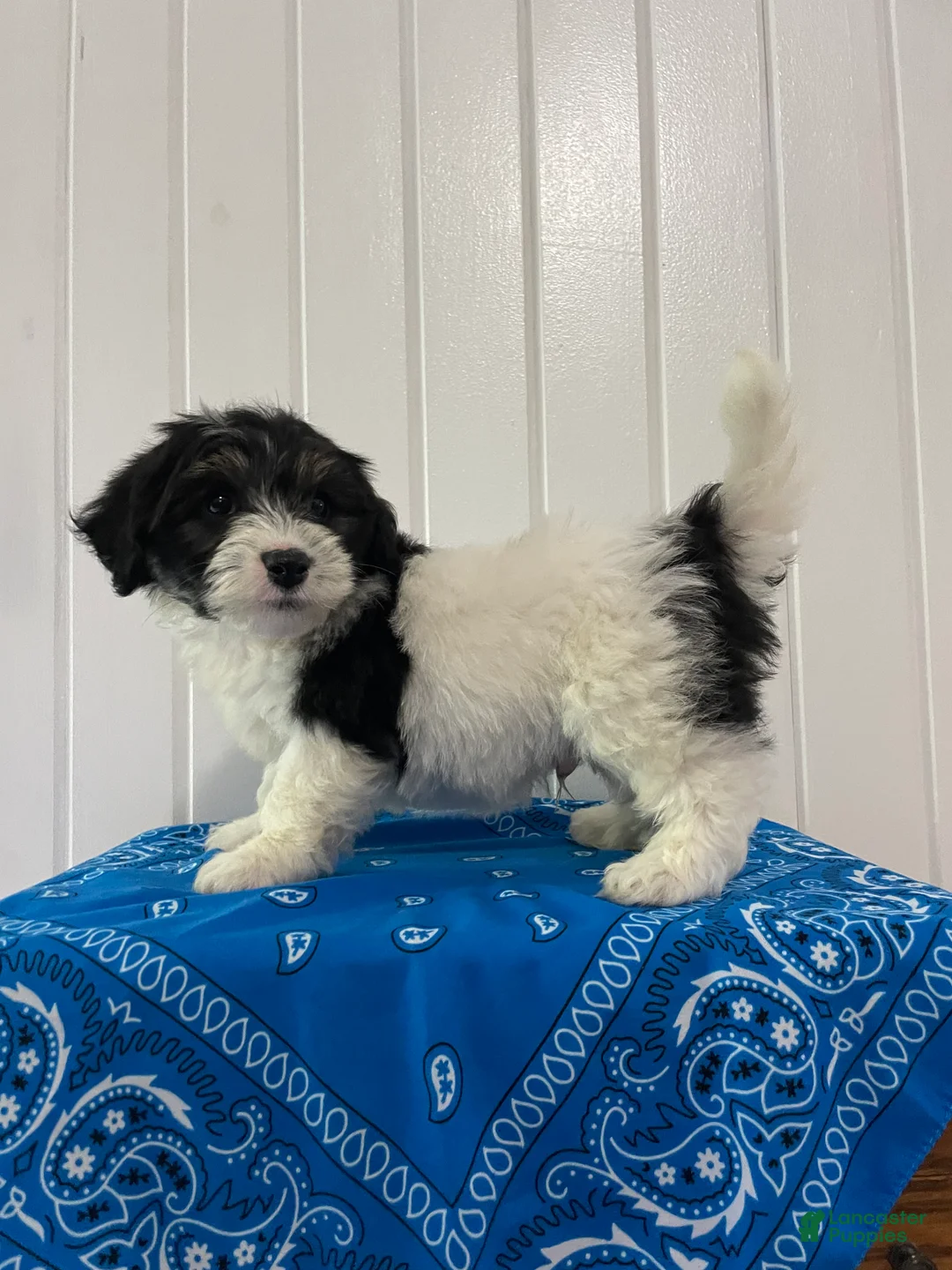 Maltipoo dogs for sale: Tank - Ad 1