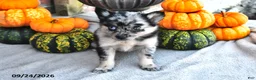 Pomsky dogs for sale: Tessa - Ad 3