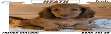 Heath 