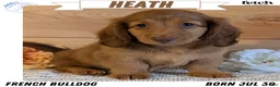 Miniature Dachshund dogs for sale: Heath  - Ad 1