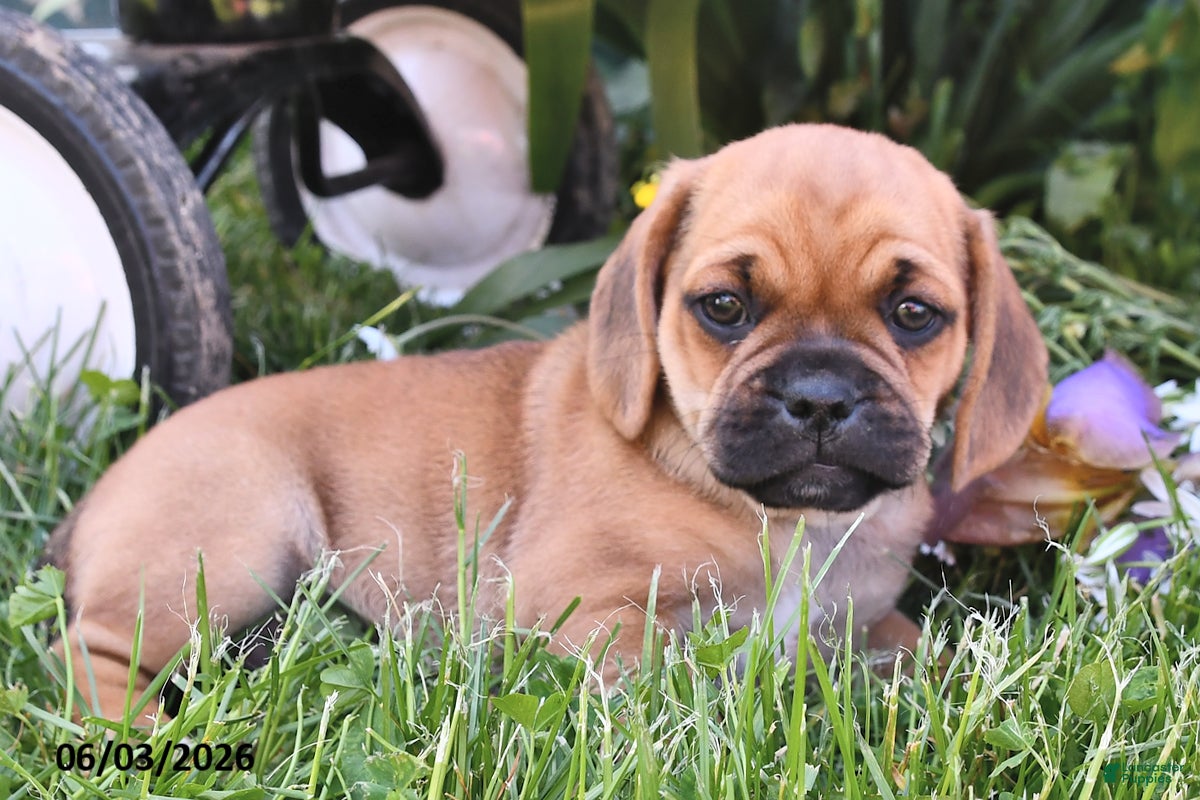 Puggle dogs Sandy - Ad 2