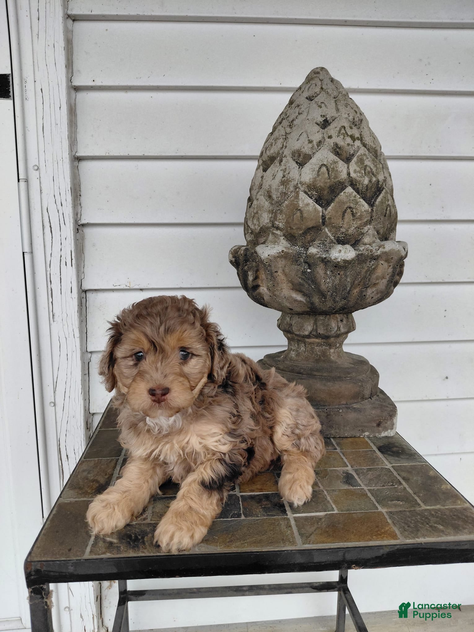 Mini Aussiedoodle dogs Fluff - Ad 2