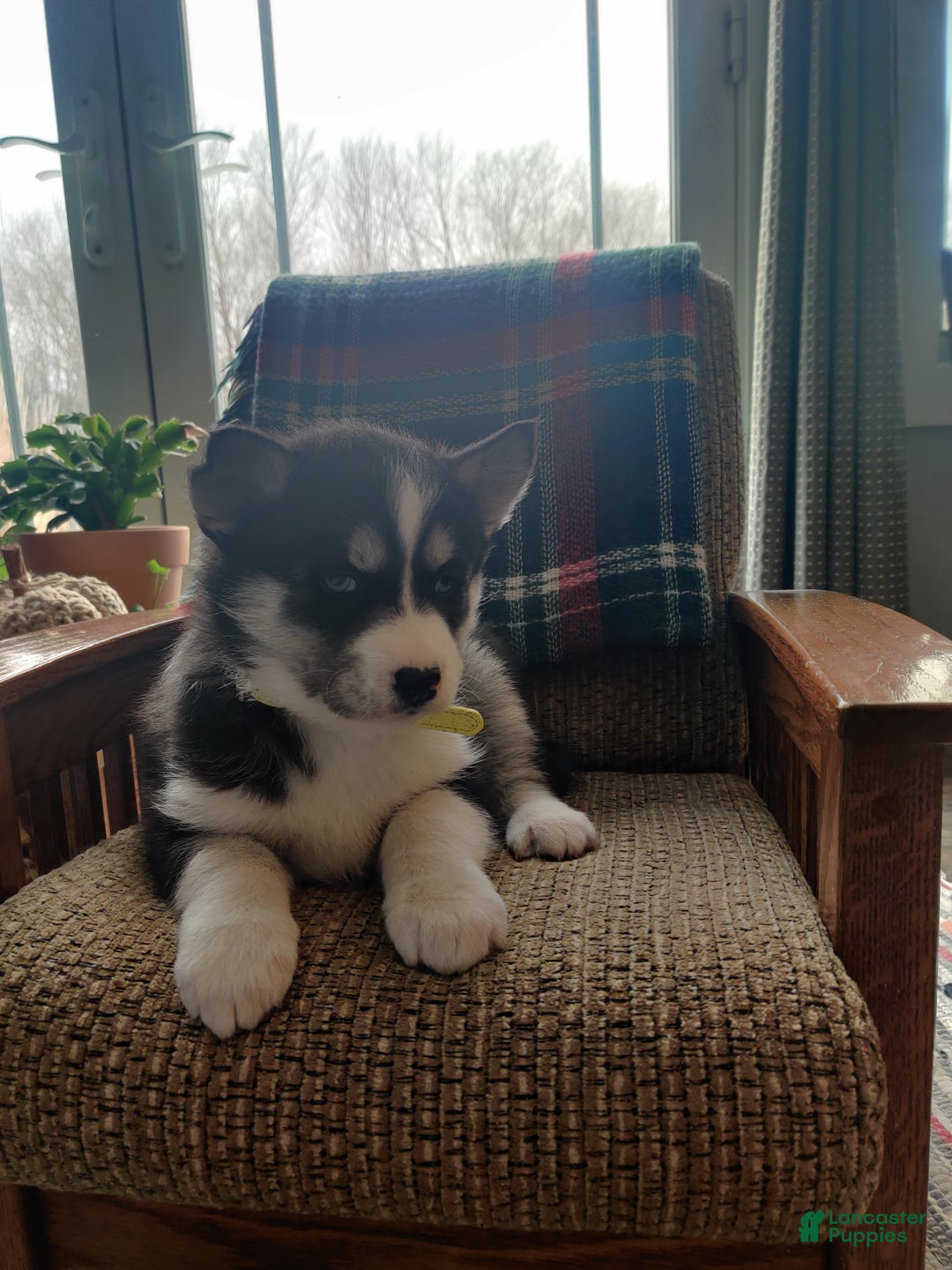 Siberian Husky dogs for sale: Polly - Ad 2