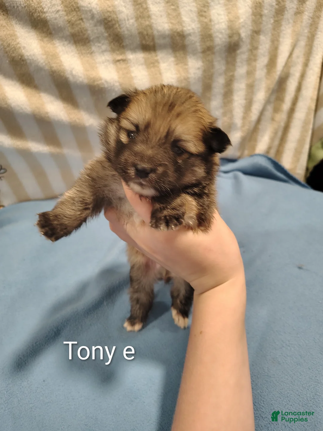Pomeranian dogs for sale: Pomeranian Puppy 2 - Ad 1
