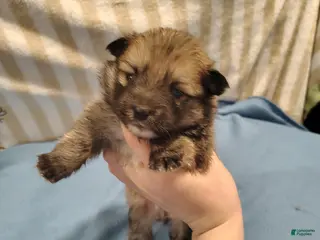 Pomeranian dogs Pomeranian Puppy 2 - Ad 38