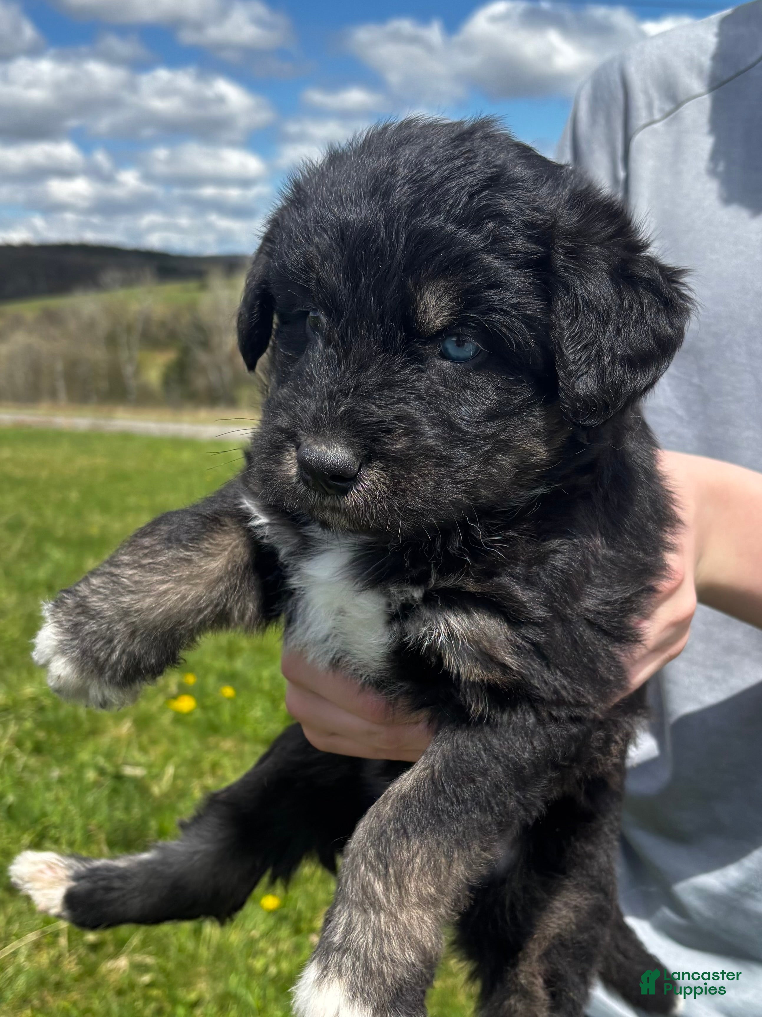 Huskipoo dogs Licorice - Ad 4
