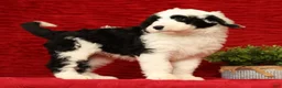 Sheepadoodle dogs for sale: Henry - Ad 5
