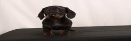 Dachshund dogs for sale: Lenard - Ad 4