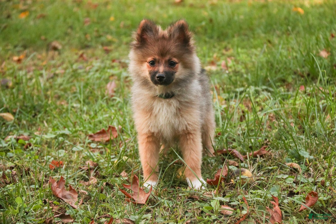 Pomeranian dogs for sale: Daphne Pomeranian  - Ad 1