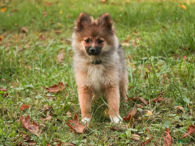 Pomeranian dogs for sale: Daphne Pomeranian - Ad 1