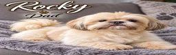 Shih Tzu dogs for sale: Moe - Ad 3
