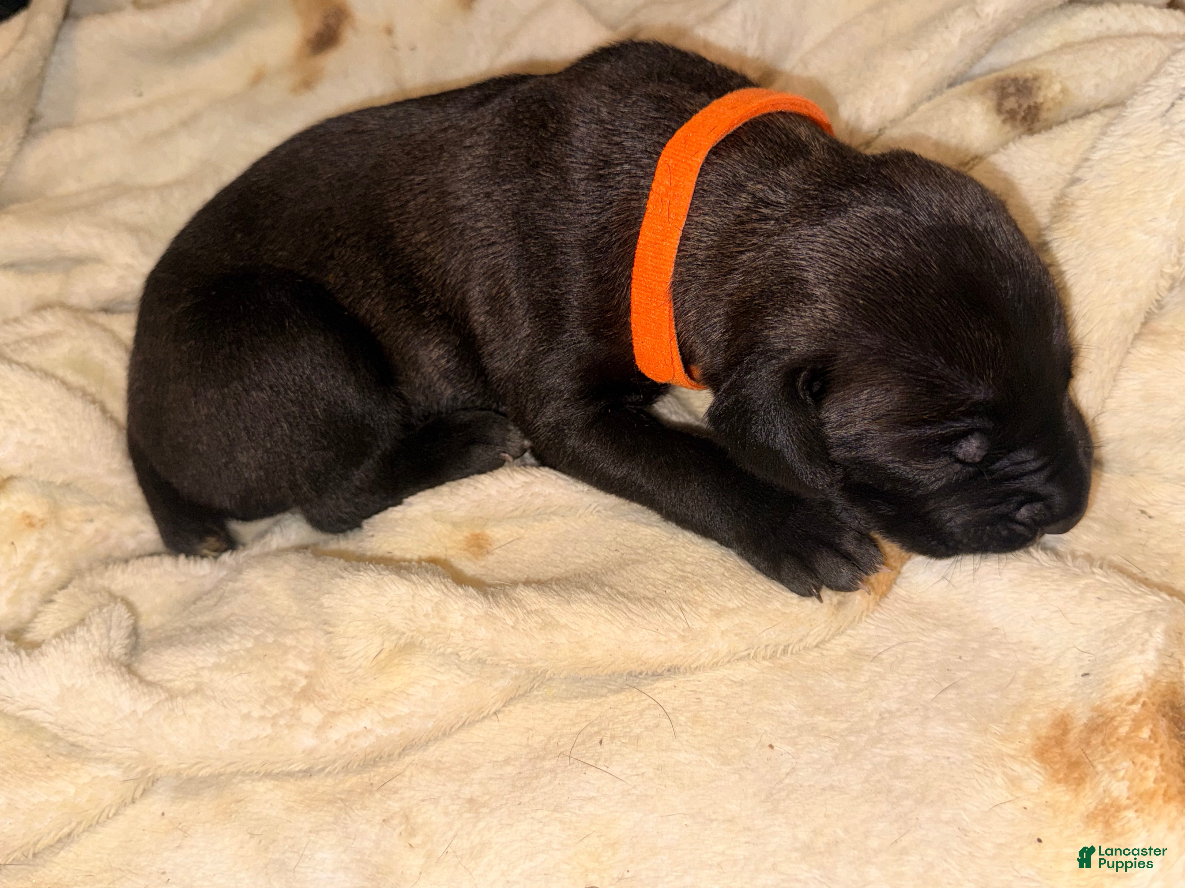 Cane Corso dogs Ketch AKC orange collar - Ad 6