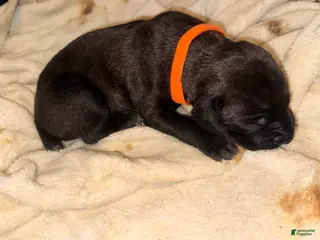 Cane Corso dogs Ketch AKC orange collar - Ad 2