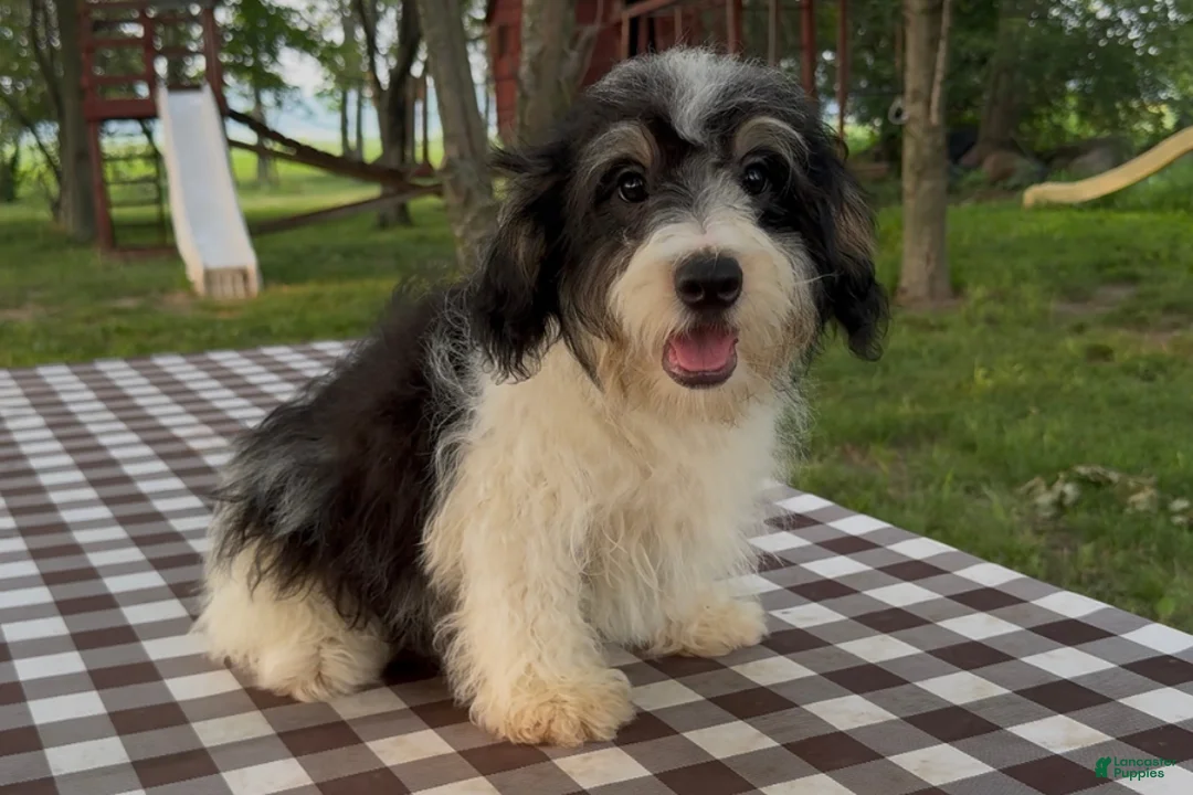 Mini Bernedoodle dogs for sale: Colin - Ad 2