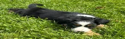 Australian Shepherd dogs for sale: Duke - Ad 2