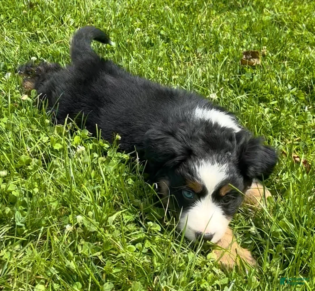 Australian Shepherd dogs for sale: Duke - Ad 2