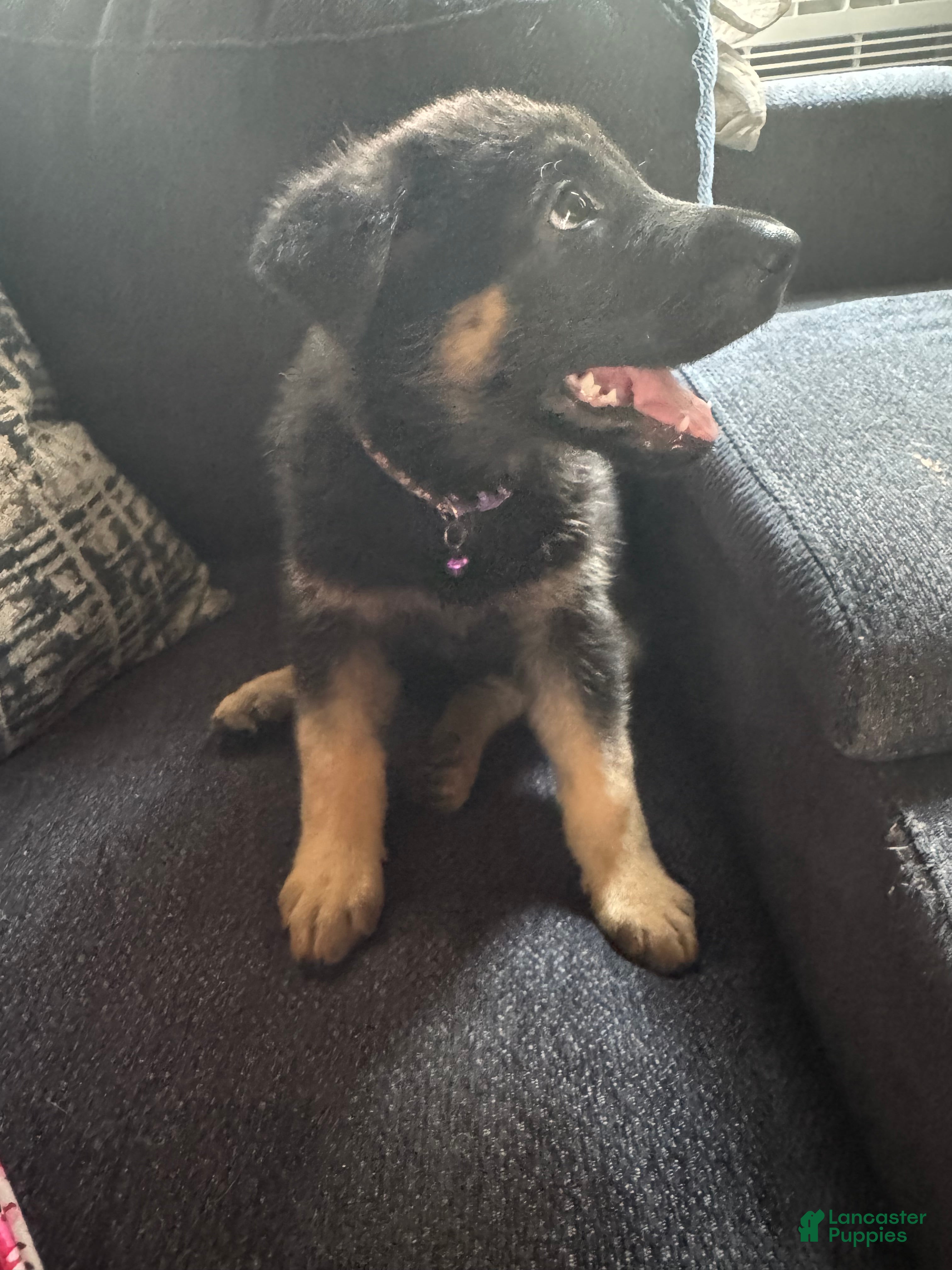 German Shepherd dogs German Shepherd 🩷 Collar  - Ad 17