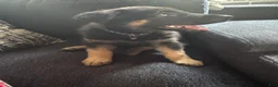 German Shepherd dogs for sale: German Shepherd 🩷 Collar  - Ad 1