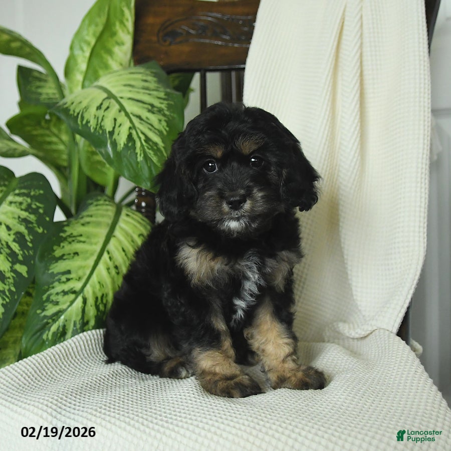 Cavapoo dogs Remy - Ad 1