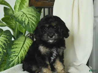 Cavapoo dogs for sale: Remy - Ad 4
