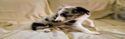 Border Collie dogs for sale: Border Collie 3 - Ad 2