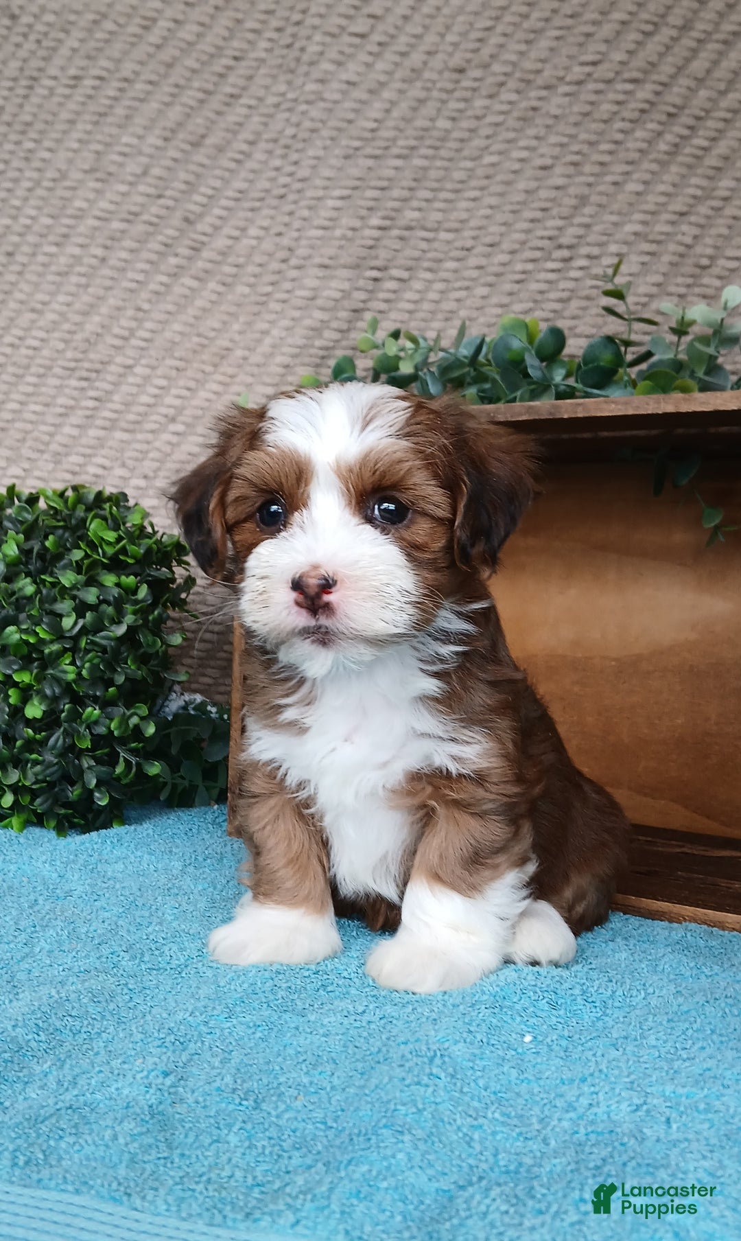 Havanese dogs for sale: Maria - Ad 5