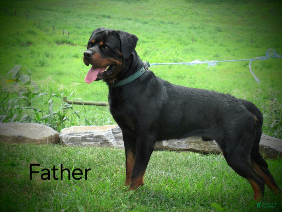 Dogs Rottweiler Cropped Tail Gretta For Sale In Myerstown