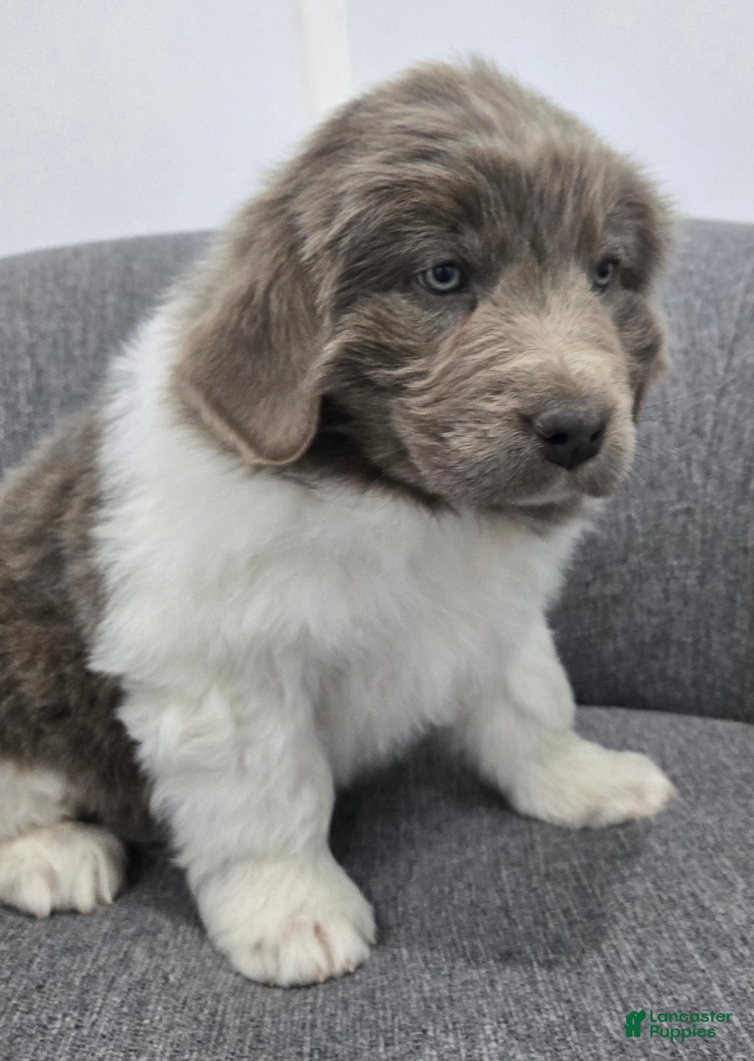 Newfoundland dogs for sale: Bailey  - Ad 4