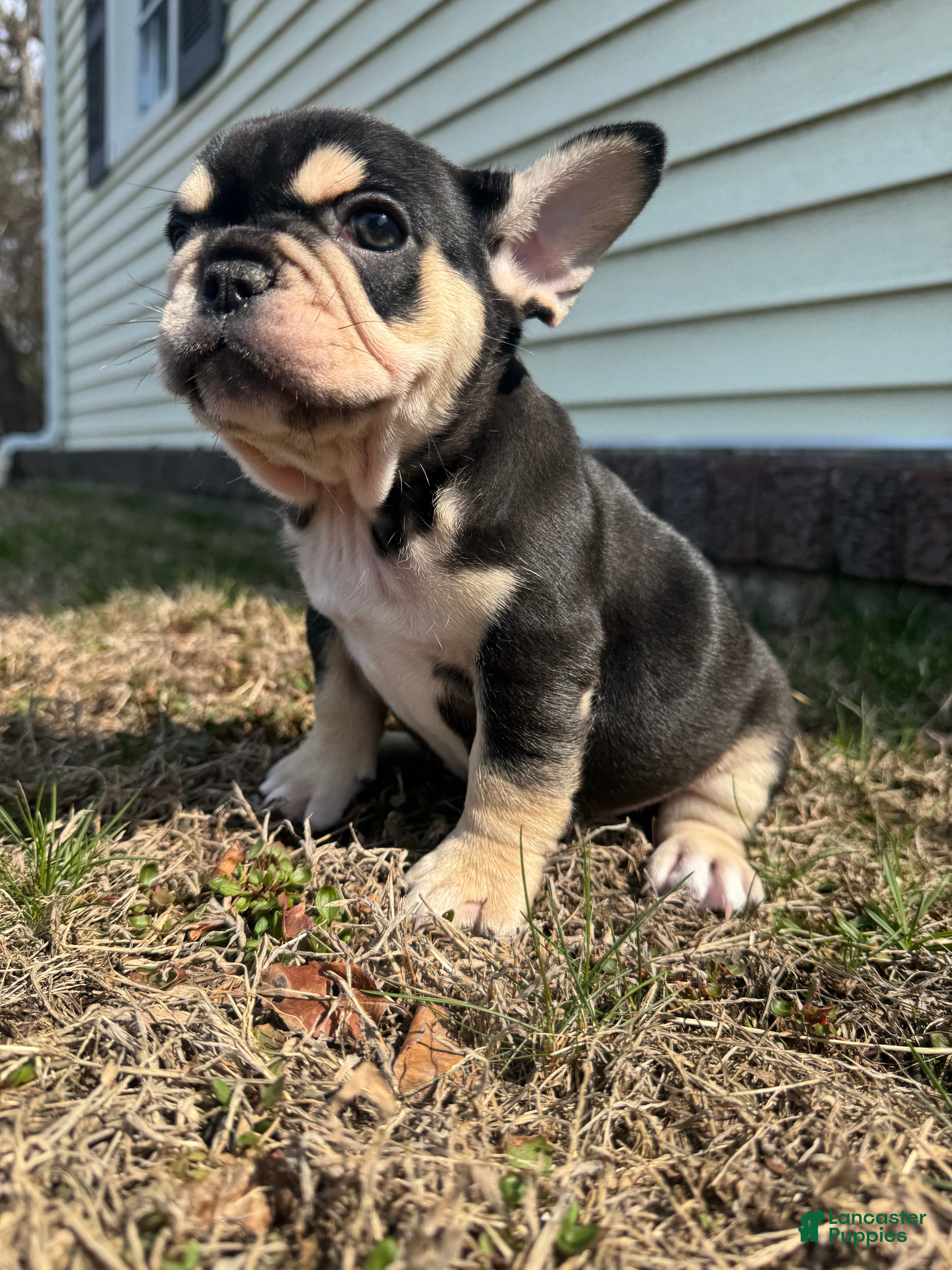 French Bulldog dogs Mike - Ad 2
