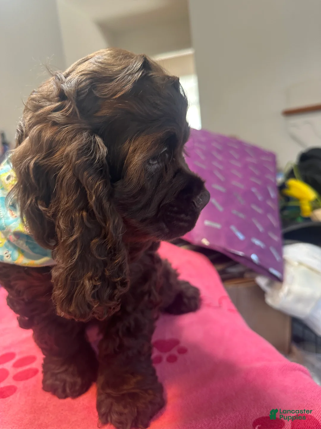 Cocker Spaniel dogs for sale: Teddy - AKC Cocker Spaniel - Ad 2