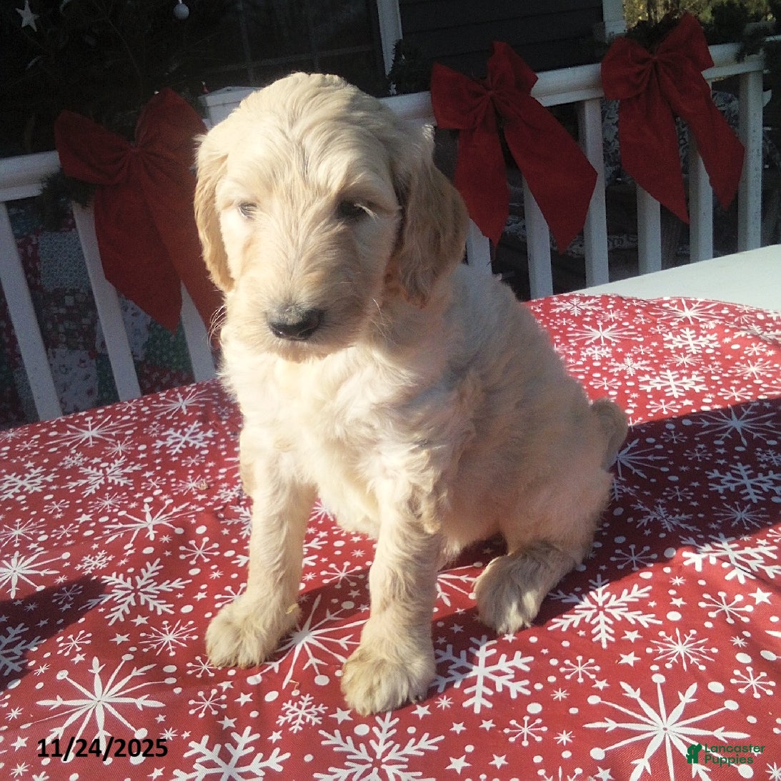 Goldendoodle dogs Penny - Ad 42