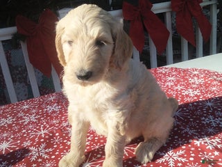 Goldendoodle dogs Penny - Ad 35