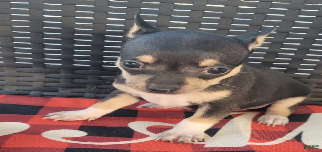 Gallery Image {{count}}