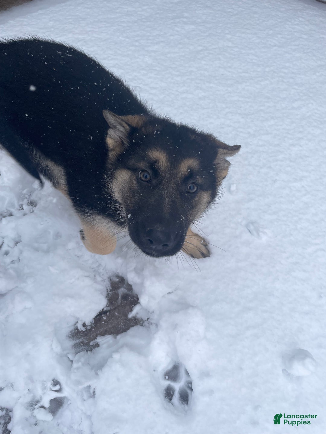 German Shepherd dogs for sale: Twinkle  - Ad 2