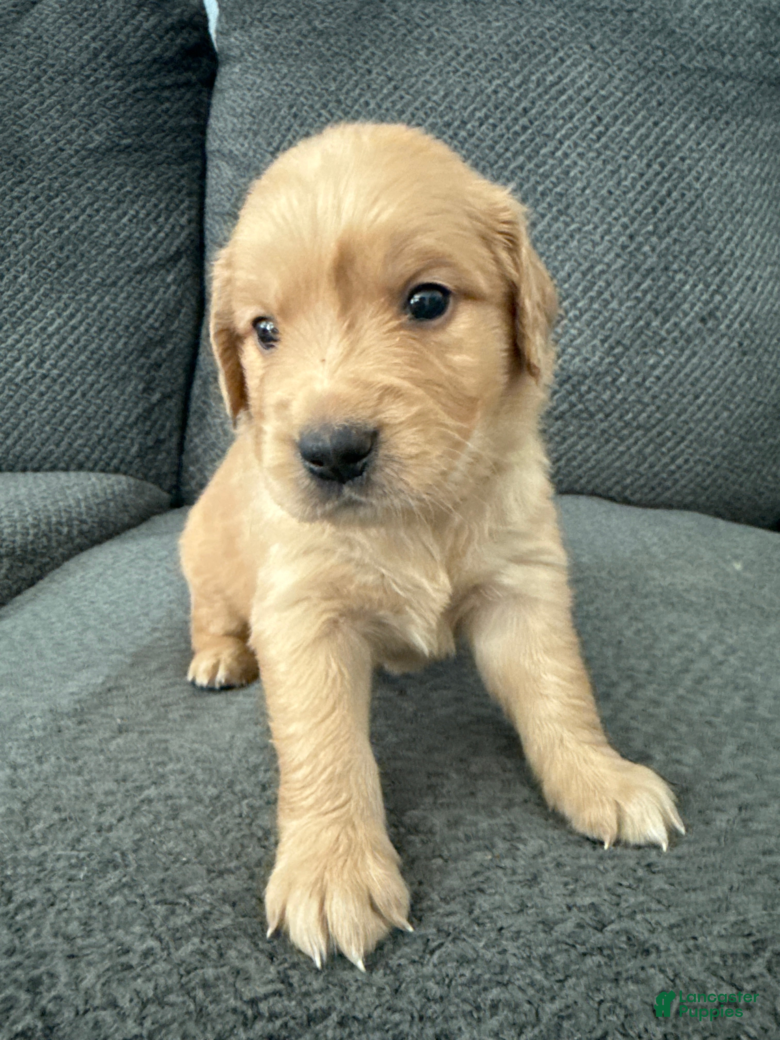 Golden Retriever dogs Golden Retriever Puppy 4 - Ad 21