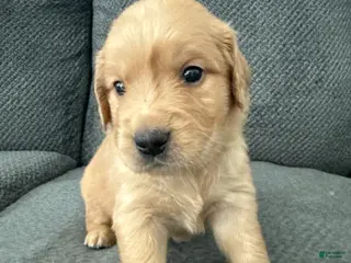 Golden Retriever dogs Golden Retriever Puppy 4 - Ad 25