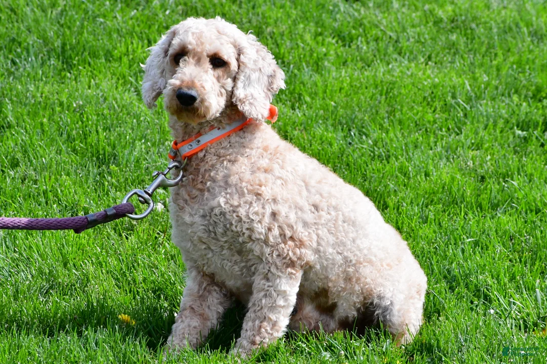 Mini Goldendoodle dogs for sale: Hazel - Ad 9