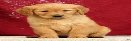 Golden Retriever dogs for sale: Tipper - Ad 5