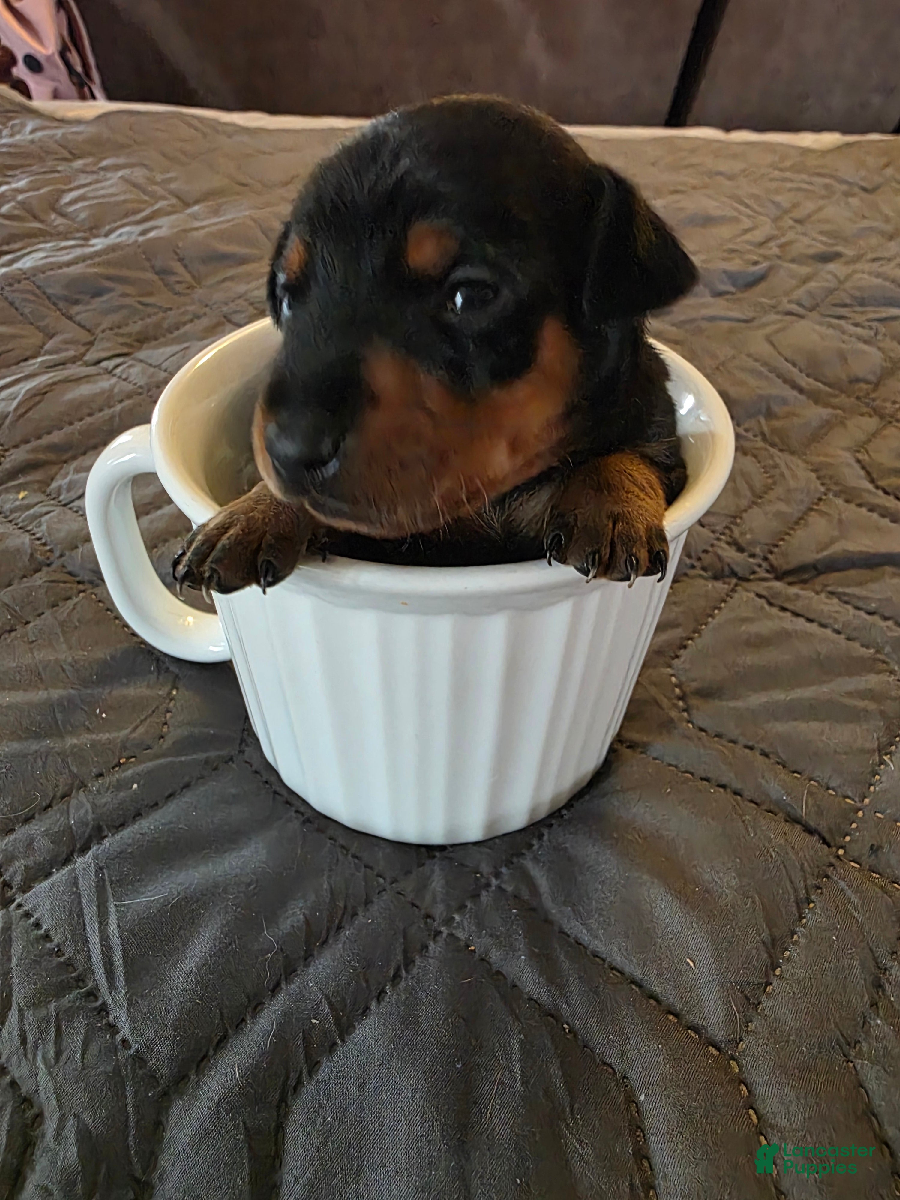 Miniature Pinscher dogs G-Orange  - Ad 1
