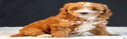 Mini Goldendoodle dogs for sale: Sage - Ad 4