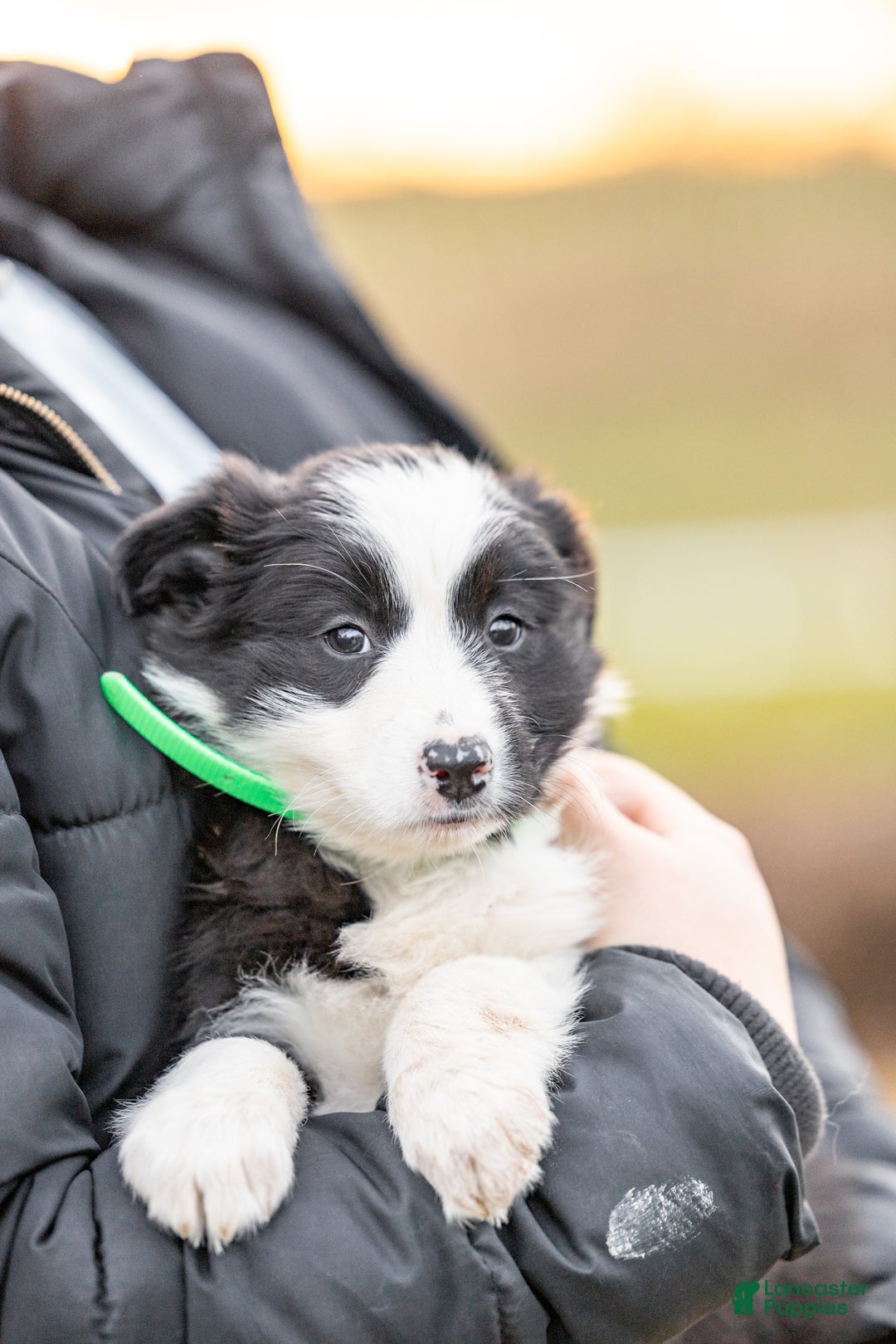 Mixed Breed dogs for sale: Cuddles - Ad 3