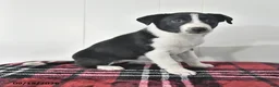 Mixed Breed dogs for sale: Bonnie - Ad 3